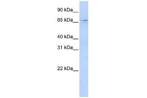 Image no. 1 for anti-APOBEC1 Complementation Factor (A1CF) (N-Term) antibody (ABIN633338)