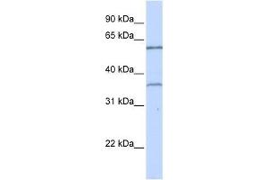 Image no. 1 for anti-T-Box 15 (TBX15) (C-Term) antibody (ABIN928218)