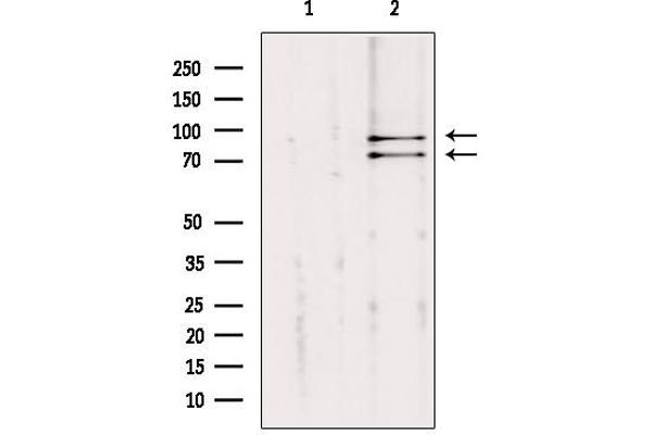 Cullin 2 antibody  (C-Term)