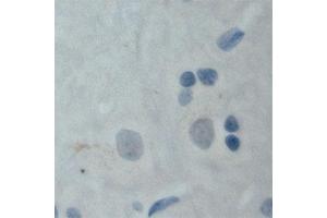 Image no. 3 for anti-Mal, T Cell Differentiation Protein 2 (MAL2) (C-Term) antibody (ABIN350437)