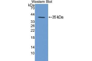 Image no. 1 for anti-Protein Kinase C, gamma (PRKCG) (AA 351-614) antibody (ABIN1172866)