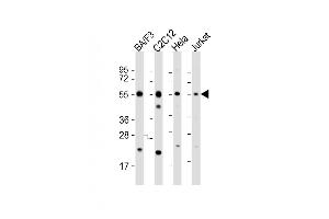 Image no. 5 for anti-Caspase 8 (CASP8) (AA 432-461), (C-Term) antibody (ABIN390474)