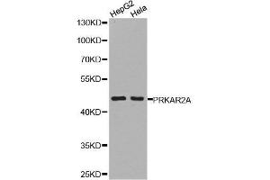 Western blot analysis of extracts of HepG2 cell and Hela cell line, using PRKAR2A antibody.