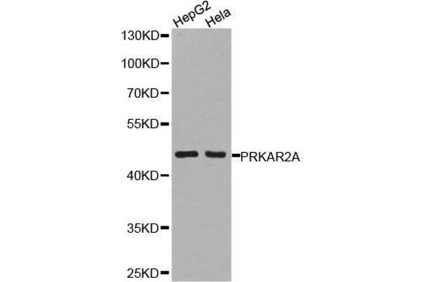 PRKAR2A Antikörper  (AA 1-404)