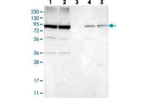 Image no. 1 for anti-Nucleoporin 93kDa (NUP93) antibody (ABIN5584863)