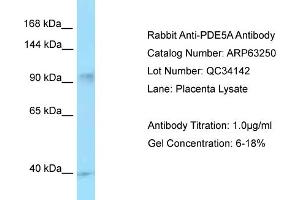 anti-phosphodiesterase 5A, cGMP-Specific (PDE5A) (C-Term) antibody