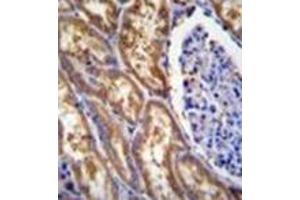 Image no. 1 for anti-Exocyst Complex Component 3-Like 1 (EXOC3L1) (AA 659-688), (C-Term) antibody (ABIN952140)