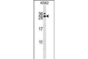 Image no. 1 for anti-RCAN Family Member 3 (RCAN3) (AA 194-222), (C-Term) antibody (ABIN5535600)