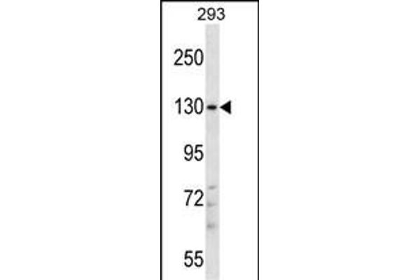 PITPNM2 Antibodies