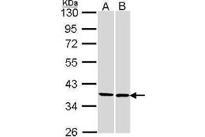 Image no. 1 for anti-Family with Sequence Similarity 50, Member A (FAM50A) (Center) antibody (ABIN2854570)