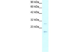 Image no. 2 for anti-Claudin 1 (CLDN1) (C-Term) antibody (ABIN2778045)