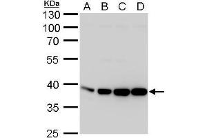 WB Image Aldolase A antibody detects Aldolase A protein by western blot analysis.