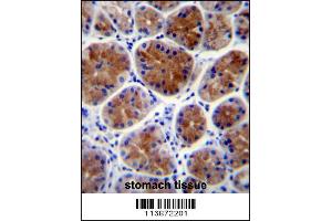 Image no. 4 for anti-Transcription Factor CP2-Like 1 (TFCP2L1) (Center) antibody (ABIN2504646)