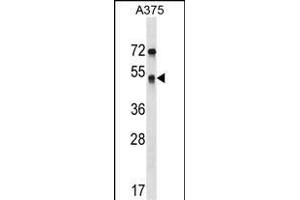 SEPT11 Antibody (Center) (ABIN1538350 and ABIN2848522) western blot analysis in  cell line lysates (35 μg/lane).