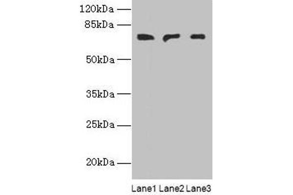 PLCz1 Antikörper  (AA 1-415)