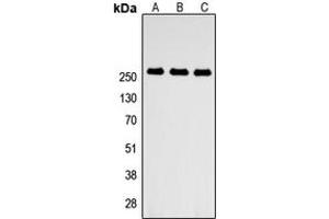 Image no. 1 for anti-ATP-Binding Cassette, Sub-Family A (ABC1), Member 4 (ABCA4) (Center) antibody (ABIN2705367)