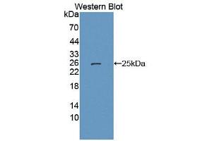 Image no. 1 for anti-LETM1 Domain Containing 1 (LETMD1) (AA 162-347) antibody (ABIN5013865)