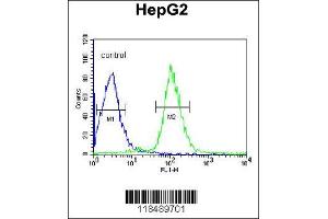 Image no. 3 for anti-Serine (Or Cysteine) Peptidase Inhibitor, Clade C (Antithrombin), Member 1 (SERPINC1) (C-Term) antibody (ABIN2502394)