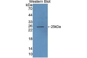 RHAG antibody  (AA 251-450)