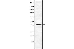 anti-Cyclin-Dependent Kinase 5, Regulatory Subunit 2 (p39) (CDK5R2) (Internal Region) antibody