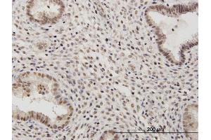 Image no. 2 for anti-Regulatory Solute Carrier Protein, Family 1, Member 1 (RSC1A1) (AA 1-617) antibody (ABIN519924)