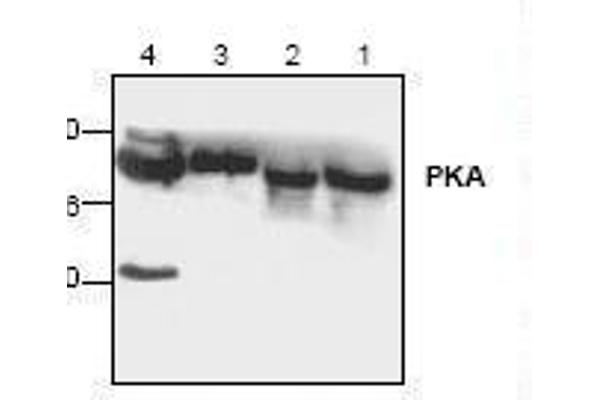 anti-Protein Kinase A (PKA) antibody