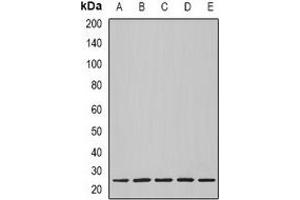 Image no. 3 for anti-Nucleolar Protein 3 (Apoptosis Repressor with CARD Domain) (NOL3) antibody (ABIN2966848)