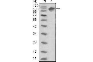 Image no. 2 for anti-Receptor Tyrosine-Protein Kinase ErbB-3 (ERBB3) (AA 22-369) antibody (ABIN969114)