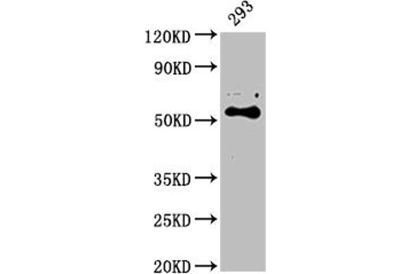 CYP27B1 抗体  (AA 350-491)
