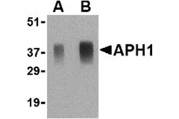 anti-Anterior Pharynx Defective 1 Homolog A (C. Elegans) (APH1A) (Middle Region) antibody