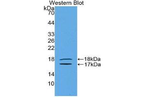 Image no. 1 for anti-Inhibin, beta E (INHBE) (AA 237-350) antibody (ABIN1078194)