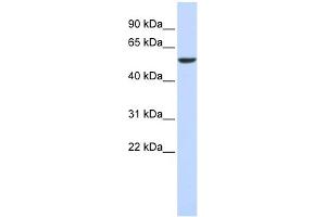 Image no. 1 for anti-Forkhead Box D4 (FOXD4) (N-Term) antibody (ABIN2775166)