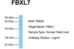 Image no. 2 for anti-F-Box and Leucine-Rich Repeat Protein 7 (FBXL7) (N-Term) antibody (ABIN2774703)
