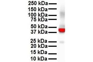 Image no. 6 for anti-Keratin 18 (KRT18) (N-Term) antibody (ABIN2778669)