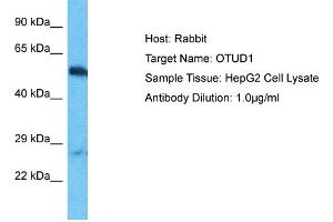 OTUD1 antibody  (C-Term)
