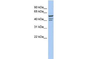 Image no. 1 for anti-Zinc Finger Protein 140 (ZNF140) (Middle Region) antibody (ABIN2780521)