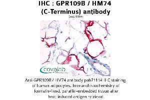 Image no. 1 for anti-Hydroxycarboxylic Acid Receptor 3 (HCAR3) (C-Term) antibody (ABIN1734900)