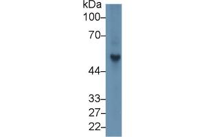 Image no. 2 for anti-Fibrinogen beta Chain (FGB) (AA 33-479) antibody (ABIN1174356)