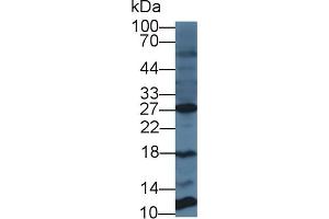 Detection of PTTG1 in Human U2OS cell lysate using Polyclonal Antibody to Pituitary Tumor Transforming 1 (PTTG1)