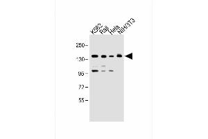 Image no. 4 for anti-Ubiquitin Conjugation Factor E4 B (UBE4B) (AA 112-142), (N-Term) antibody (ABIN388841)