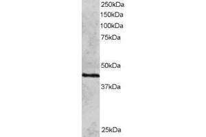 Image no. 1 for anti-DNA Repair Protein RAD51 Homolog 3 (RAD51C) (N-Term) antibody (ABIN184858)