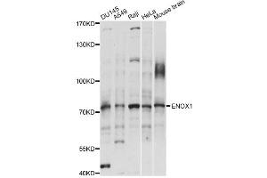 Image no. 1 for anti-Ecto-NOX Disulfide-Thiol Exchanger 1 (ENOX1) antibody (ABIN6292465)
