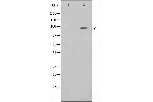 Image no. 4 for anti-Clock Homolog (Mouse) (CLOCK) antibody (ABIN6260894)