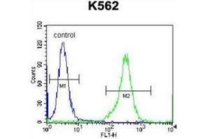 Image no. 1 for anti-Kell Blood Group, Metallo-Endopeptidase (KEL) (AA 213-243), (Middle Region) antibody (ABIN951237)
