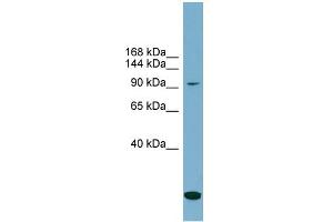 Image no. 1 for anti-Solute Carrier Family 12 (Potassium-Chloride Transporter) Member 4 (SLC12A4) (N-Term) antibody (ABIN2781617)
