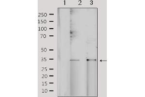 NRIP2 antibody  (N-Term)