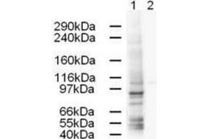 Western blot using  Affinity Purified anti-AP1G1 antibody shows strong detection of a 91-kDa band corresponding to Human AP1G1 in a HeLa whole cell lysate (lane 1).