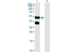Image no. 1 for anti-Myostatin (MSTN) (AA 243-310) antibody (ABIN2752352)