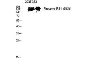Image no. 2 for anti-Insulin Receptor Substrate 1 (IRS1) (pSer636) antibody (ABIN3182047)
