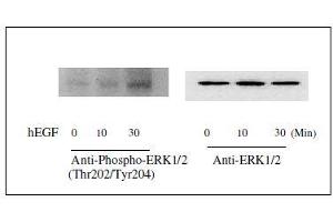 Image no. 5 for Mitogen-Activated Protein Kinase 1/3 (MAPK1/3) ELISA Kit (ABIN1981830)